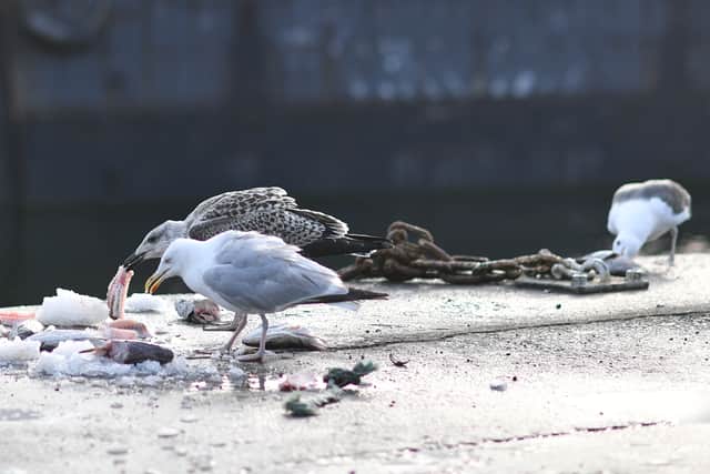 Seagulls are omnivores. Image: Getty 