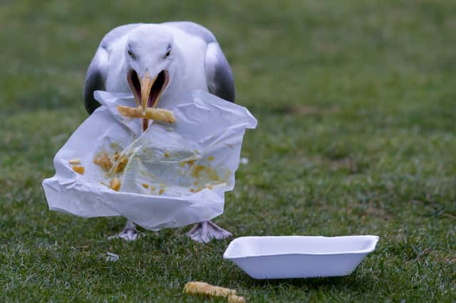 Litter often attracts gulls. Image: Getty