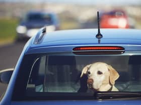 Dogs stuck in hot cars can quickly become unwell