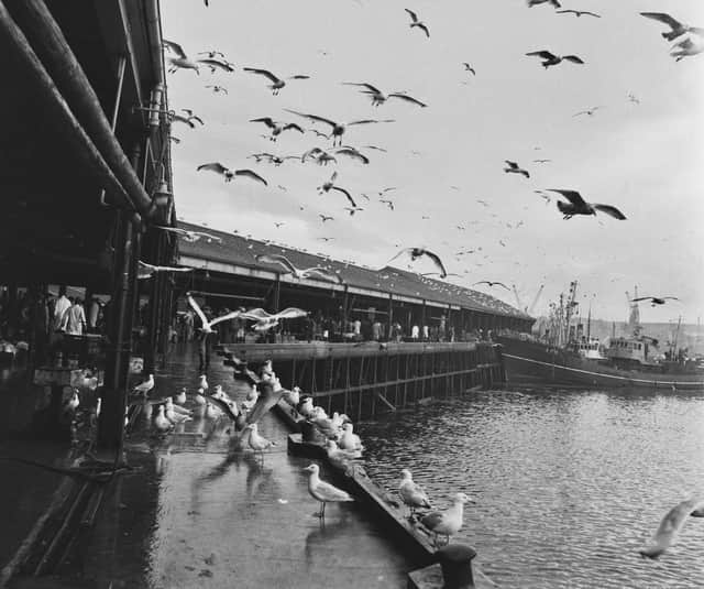 Seagulls hover above Aberdeen Harbour and fish market in 1960. Image: Getty 