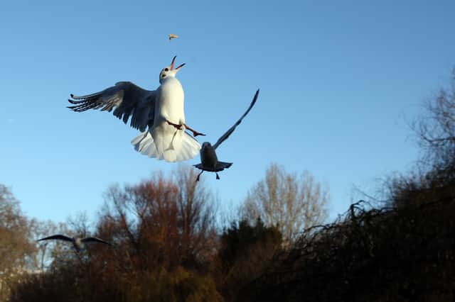 Feeding seagulls can often encourage them to return to urban areas. Image: Getty 