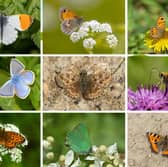 A few of Scotland's 35 species of beautiful butterfly.