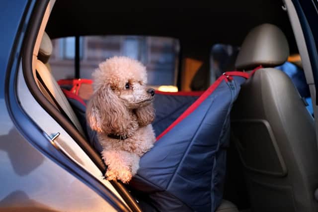 Following a few tips can make sure both you and your dog stay happy and healthy on the road this summer.