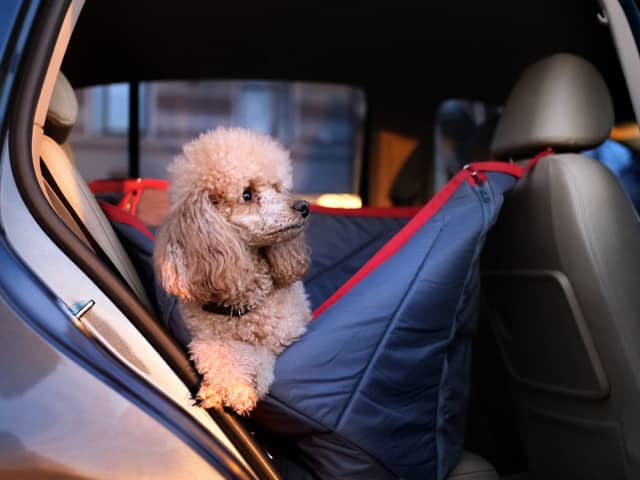 Following a few tips can make sure both you and your dog stay happy and healthy on the road this summer.