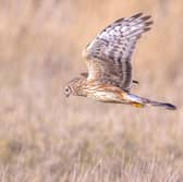A once-common bird of prey all but wiped out in mainland Scotland by those managing sporting estates, the Hen Harrier is still scarce but can now be found pretty much anywhere offering the right environmnent - namely heather moorland, juvenile forest and open country. 