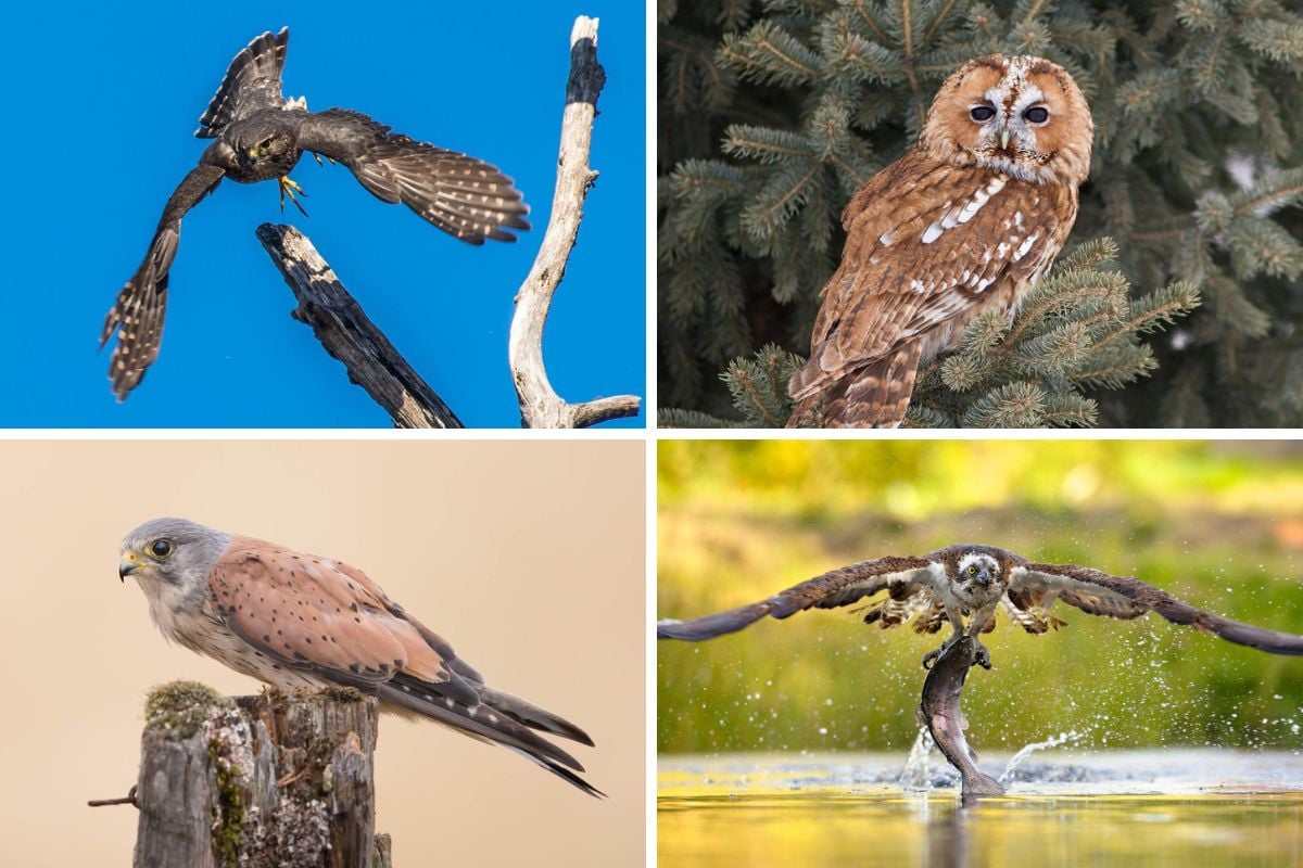 Discover five of the UK's commonly seen birds of prey & how to