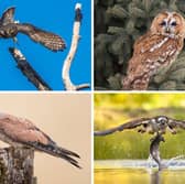A few of Scotland's 18 birds of prey.