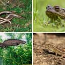 Some of the amazing reptiles and amphibians that call Scotland home.