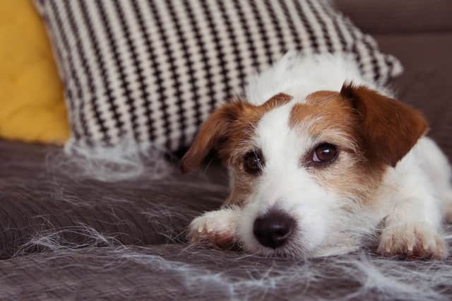 Dog shedding hair? We have all the advice you need.