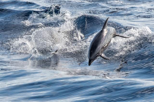 Common dolphins have seen an exponential increase in strandings in recent years, according to scientists 
