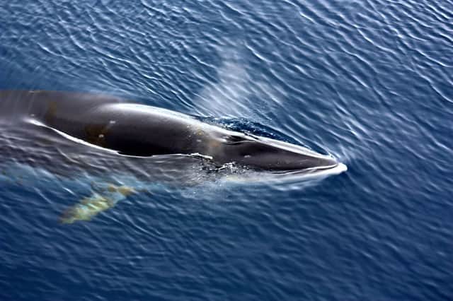 The sleek minke whale can be found all over the world, but in the British Isles they tend to be sighted in Scottish waters. They are the smallest of the baleen whales. 