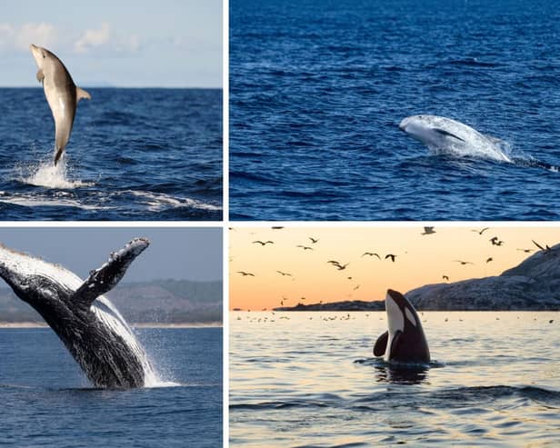 Some of the species of whale and dolphin that can be seen in Scottish waters.