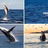Some of the species of whale and dolphin that can be seen in Scottish waters.