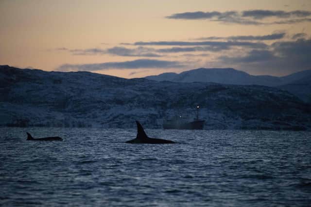 Orcas are highly intelligent and social creatures. Image: Getty