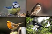 Four of the most common birds to grace Scottish gardens with their presence.