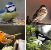 Four of the most common birds to grace Scottish gardens with their presence.