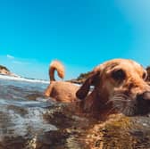 Your dog can still be overheating - evern when enjoying a swim.