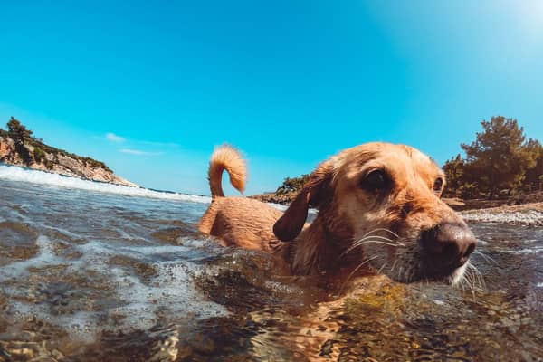 Your dog can still be overheating - evern when enjoying a swim.