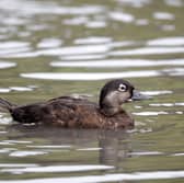 Despite the name, the common scoter is a rare duck in the UK. Scotland is one of the best places to see them during the summer months, in the north and west of the country, particularly in Caithness and Sutherland. The male is almost entirely black, while the female is lighter with a pale face.