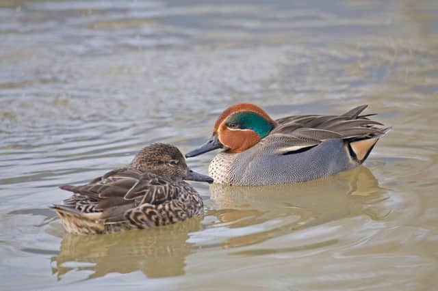 It's possible to see a teal across most of Scotland at some point during the year, with the duck favouring lowland wetlands, moors and mires. While some are resident to the country, many arrive in the winter from the Baltic coast and Siberia.