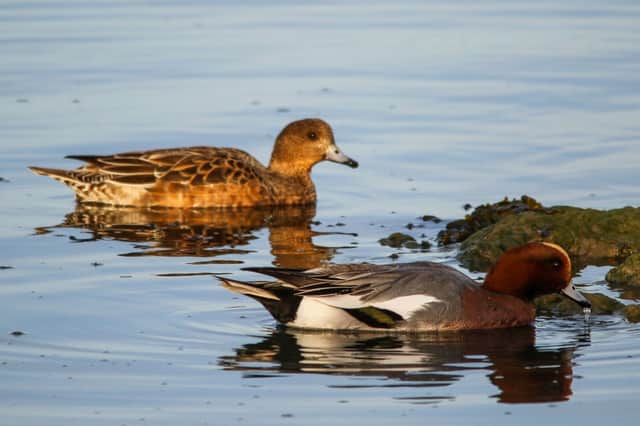 The wigeon can be seen in areas of central Scotland in summer and in most coastal areas in the winter. They are an amber-listed species in Scotland. 