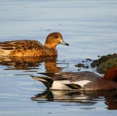 The wigeon can be seen in areas of central Scotland in summer and in most coastal areas in the winter.
