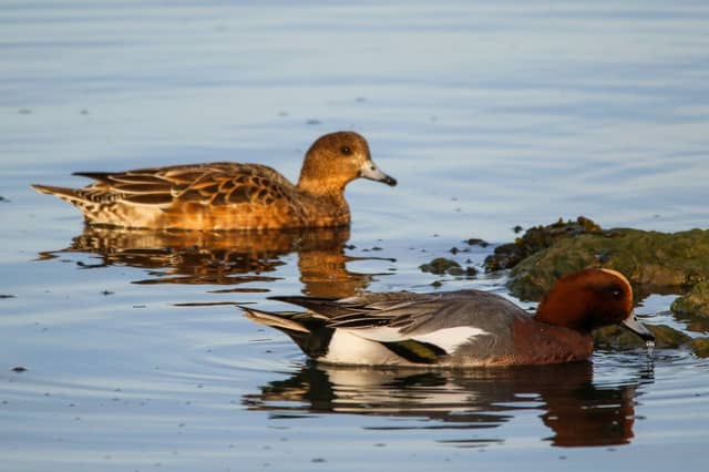 The wigeon can be seen in areas of central Scotland in summer and in most coastal areas in the winter.