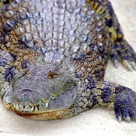 A restaurant in Taiwan has introduced crocodile ramen to its menu but you have to be on a waiting list to try it. (Photo by Fernando Camino/Cover/Getty Images)