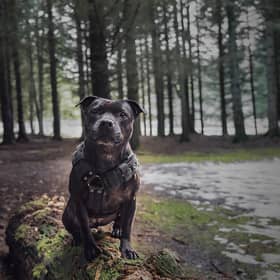 Top 20 abandoned breeds: List of dogs most dumped as 50,000 ditched in last three years 