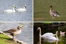Some of Scotland's goose and swan species.