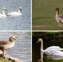 Some of Scotland's goose and swan species.