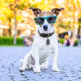 A few tips can make sure your dog remains happy and healthy all summer.