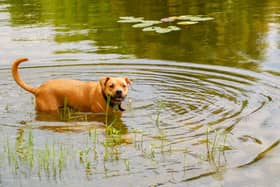 Many dogs love to cool off in the water in the summer months - but owners whould be aware that blue green algae can be harmful to their pets.