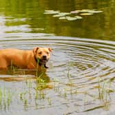Many dogs love to cool off in the water in the summer months - but owners whould be aware that blue green algae can be harmful to their pets.