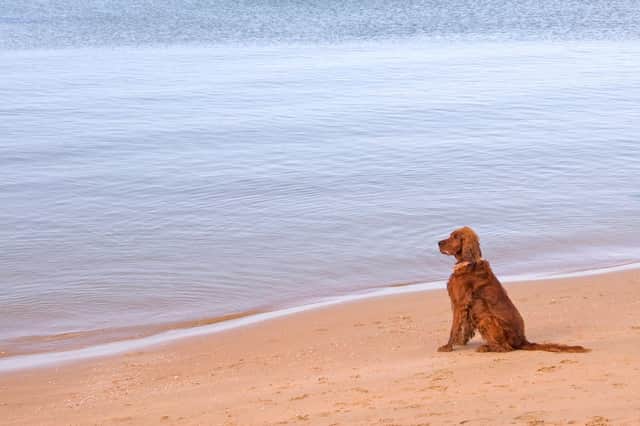 There are hidden dangers for your dog when you go for a walk on the beach - including palm oil.