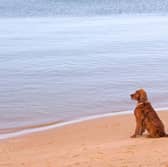 There are hidden dangers for your dog when you go for a walk on the beach - including palm oil.