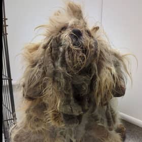 Pepper was found ‘extremely matted'