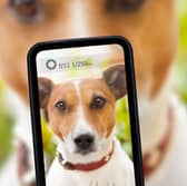 Dog owners love taking pictures of their pets.