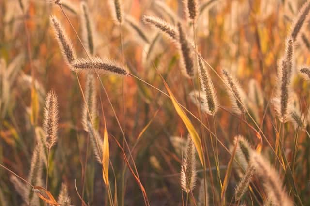 Dog owners should keep an eye out for foxtail grass this summer.