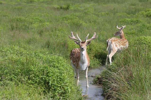 Deer broke into a hospital in Devon