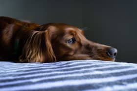 IBS is a condition that can affect both humans and dogs.