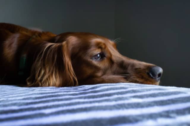 IBS is a condition that can affect both humans and dogs.