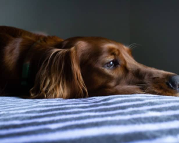 IBS is a condition that can affect both humans and dogs.