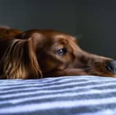 IBS is a condition that can affect both humans and dogs.
