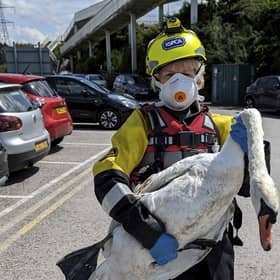 The RSPCA has returned a female swan to be with her partner and cygnets after she was treated for wing injuries following an attack by two teenagers who were seen stabbing her with sticks.