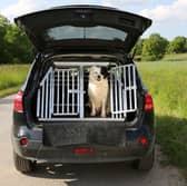 A few simple tips can ensure that your dog stays well when out on the road.