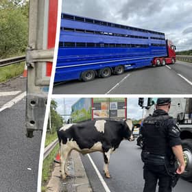 Cows on M6 cause chaos as drivers left in 3-mile long traffic jam