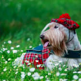 The Scottish Terrier is a beloved breed of dog that has made an impact on pop culture not just as an icon of Scotland but by influencing the likes of  Pokémon; a global phenomenon. 