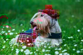 The Scottish Terrier is a beloved breed of dog that has made an impact on pop culture not just as an icon of Scotland but by influencing the likes of  Pokémon; a global phenomenon. 