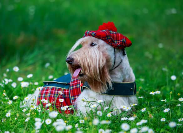 The Scottish Terrier is a beloved breed of dog that has made an impact on pop culture not just as an icon of Scotland but by influencing the likes of Pokémon; a global phenomenon.